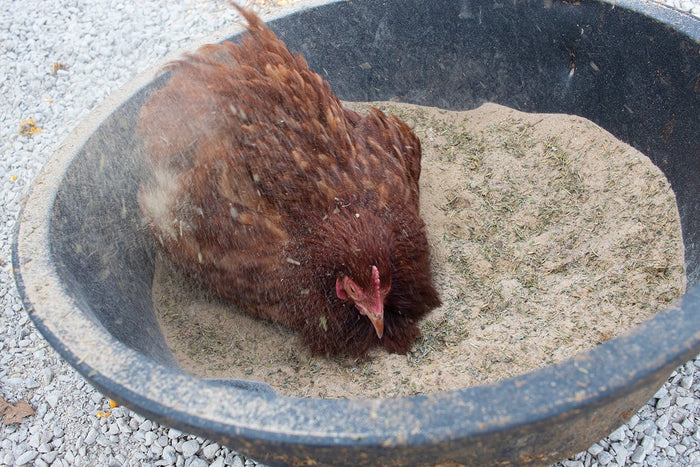 Bathing Dust With Herbs To Prevent & Repel Mites