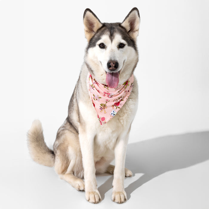 Bows & Blooms Bamboo Matching Pet Bandana