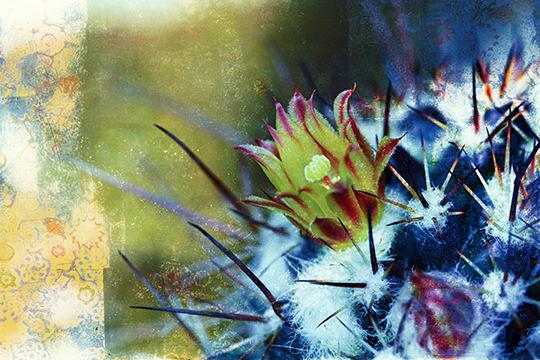 Cacti Drama Moment