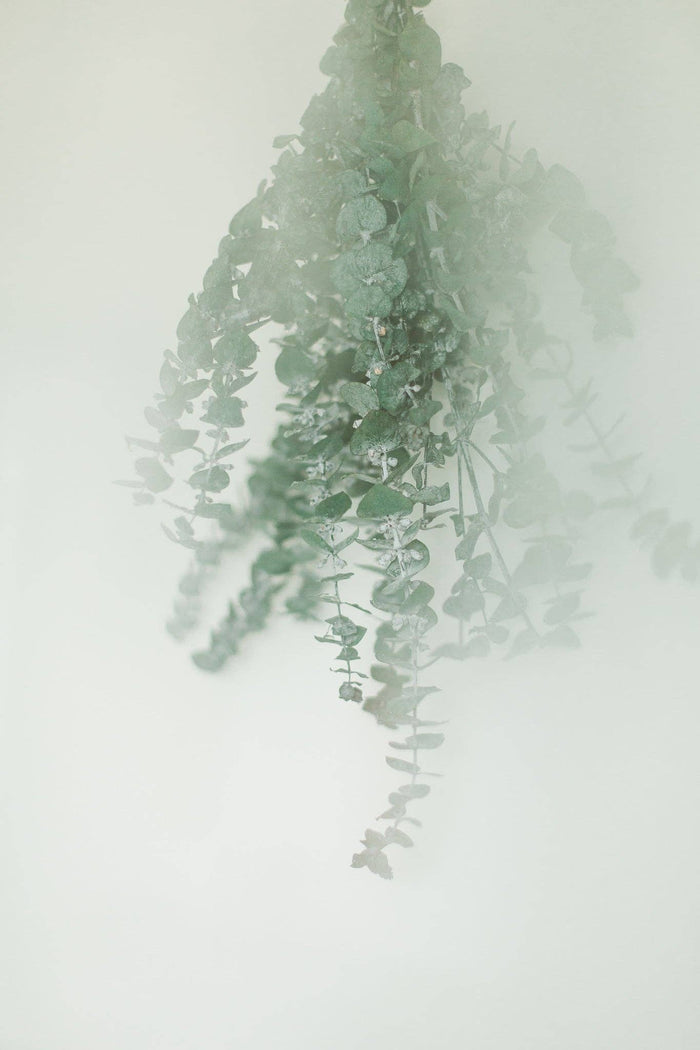 EUCALYPT-Eucalyptus Shower Bundle
