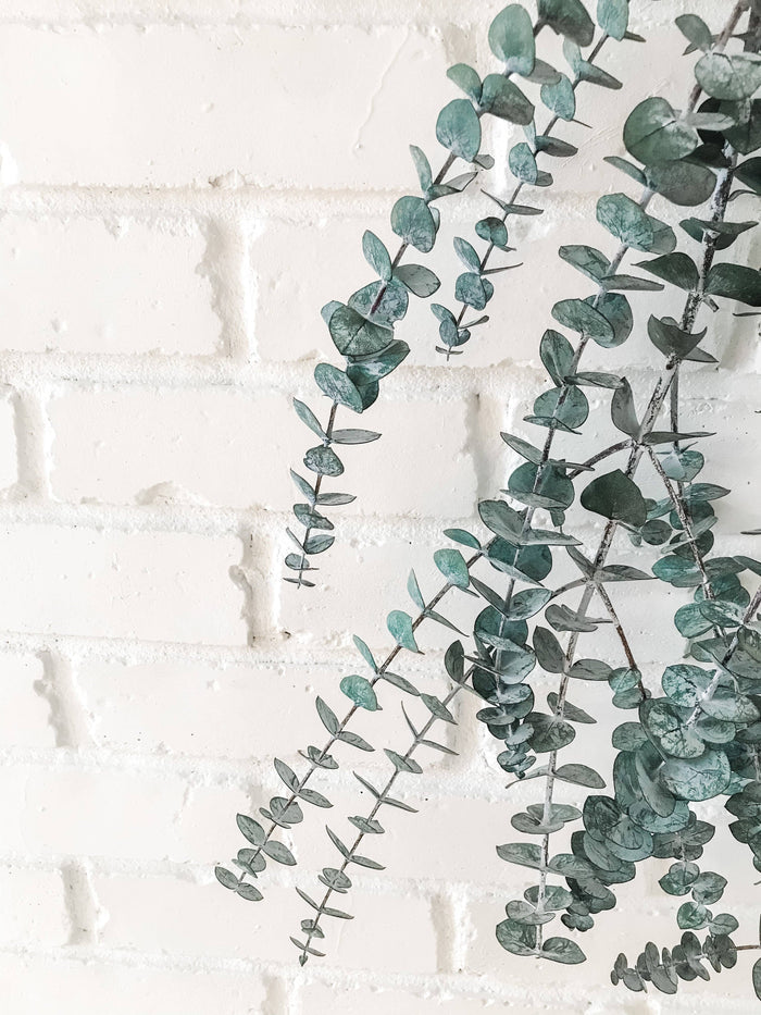 EUCALYPT-Eucalyptus Shower Bundle