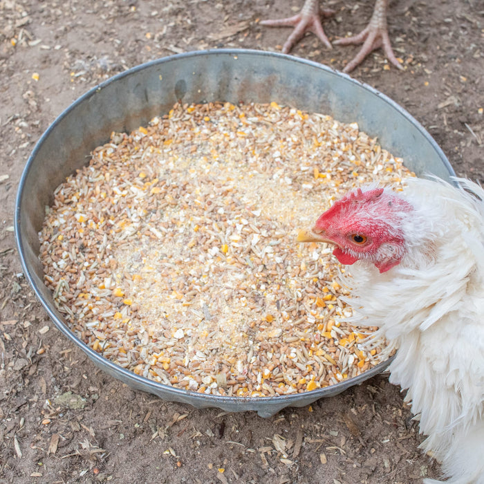 Fluffiest Feathers Ever! Chicken Feed Supplement For Great Feathers