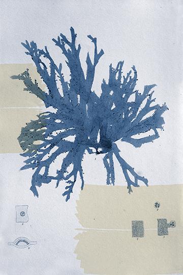 Marine Blue Study