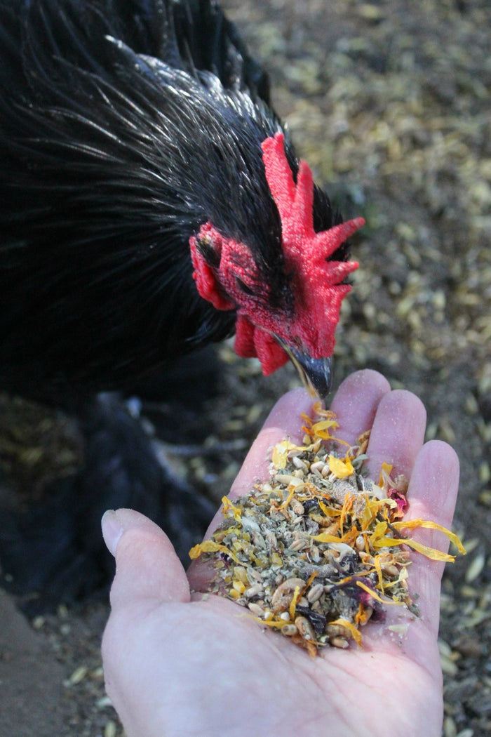 PowerHen (TM) High Protein Treat With Mealworms, Black Soldier Fly Larvae, & Herbs For Backyard Chickens