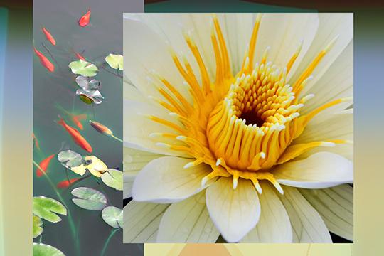 The Gift-Lotus
